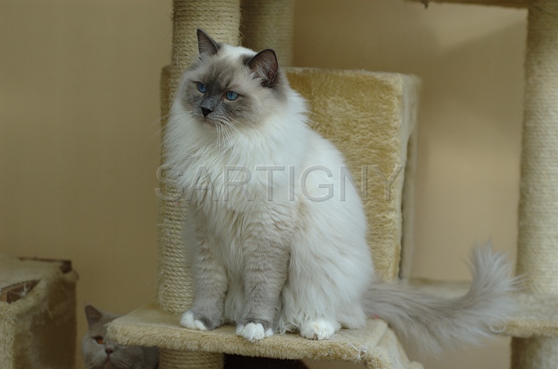 RAGDOLLS 001.jpg